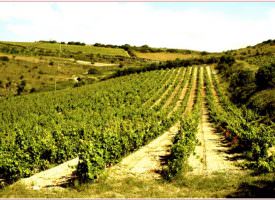 Cagnulari Cantina il Grappolo D’oro, Famiglia Sassu Vignaioli