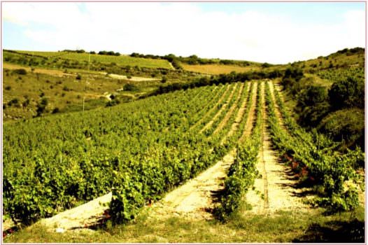 Cagnulari Cantina il Grappolo D’oro, Famiglia Sassu Vignaioli