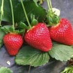 Flavia, la fragola italiana che balla il Flamenco in Spagna