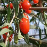 Goji Italiano: Il potere nutraceutico dei superfrutti a Fruit & Veg System e Cibus