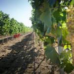 Vermentino Siddùra: Oro e Argento al Concours Mondial de Bruxelles