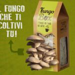 Fungo Box: Tempo di funghi… stando a casa