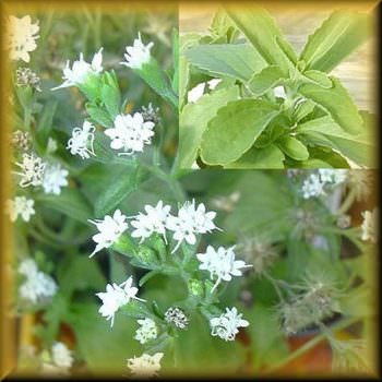 Intervista a Valentina Rossi, brand manager di Misura Stevia D&C