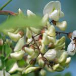 Alce Nero: dal Jurassic Bio del ’78, ora guarda al futuro con la Grande Via