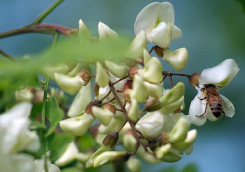 Alce Nero: dal Jurassic Bio del ’78, ora guarda al futuro con la Grande Via