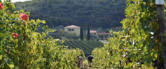 Azienda agricola Bulichella