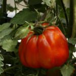 Festa del pomodoro Riccio di Parma con Roberto Vecchioni