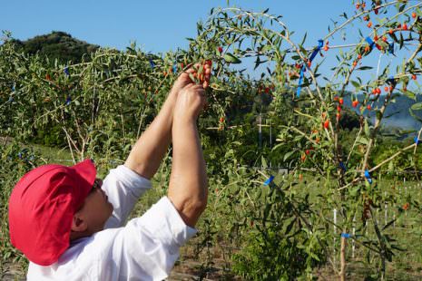 Raccolta in campo del Goji Italiano