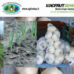 Aglio Bianco Polesano DOP: Profumato e salutare