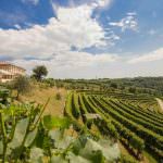 Iniziata la vendemmia per Astoria Vini