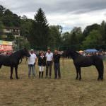 Premiati: Everest, Aigo e Delice, i cavalli di Merens di Dronero