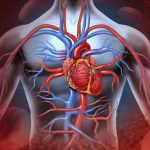 Patologie cardiovascolari: come preservare la salute del cuore