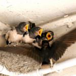 Mamma…ho fame! – Una ricetta al giorno per diventare grandi