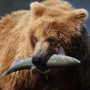 Un salmone selvaggio mi porterà in Alaska