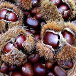 GIORNATA DELLA CASTAGNA  PIEVE S. ZACCARIA, ROCCA SUSELLA (PV)