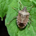 Cimici cinesi invadono città e campagne… un vero flagello