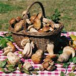 Nascono i funghi! Dove? A Milano in Piazza Portello, almeno 300 specie