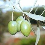 Olio novello extravergine dalla Sicilia direttamente dal produttore