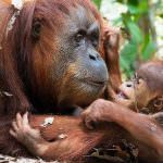 Biscottificio Di Leo Pietro a difesa delle foreste degli orangutan