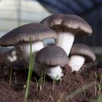 CARDONCELLO: IL FUNGO DELLA MURGIA PUGLIESE