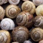 24° Edizione della Sagra delle lumache Gesico (CA)