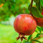 I frutti del melograno antitumorali per eccellenza