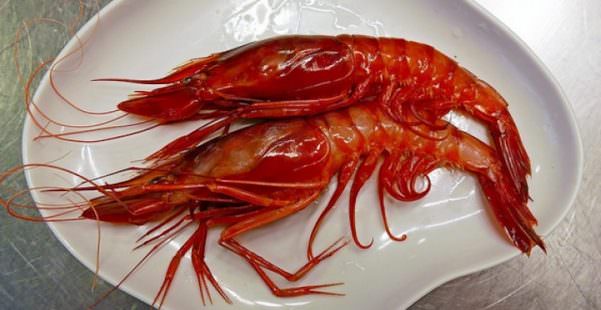 1271-gamberi-rossi-ricette-con-gamberi-e-avocado-tacos-di-gamberi