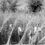 Canapa, Canna-lex: lo sdoganamento della cannabis in nome dello sviluppo sostenibile