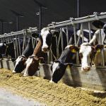 Allevamenti: uso antibiotici solo per curare, non per prevenire