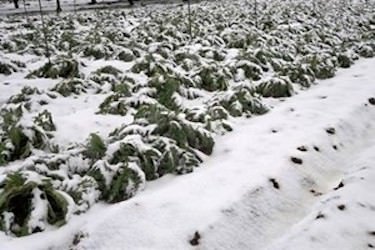 Ortaggi sotto la neve