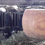 Bonat, Parmigiano Reggiano da record: 18 anni di stagionatura, 33 kg venduto a 10.000 Euro