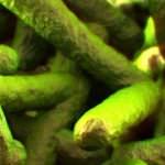 Listeriosi e responsabilità del macellaio: la Cassazione esclude il reato