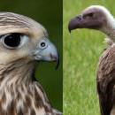 Predatori e pre de: il Falco Avvoltoio mangia imprenditori e imprese