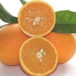 Al via la raccolta delle arance varietà Ovale, l’arancia bionda italiana più pregiata