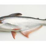 Carrefour Italia blocca la vendita del pesce Pangasio