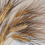 Grano, allarme AIDEPI: “Non basta, pastai costretti ad importare”