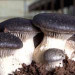 Cardoncello: fungo invernale - primaverile della Murgia pugliese