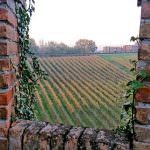 Cantina Settecani: premio sostenibilità da Ministero dell’Agricoltura