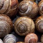 Presto a Cherasco l'Accademia della Chiocciola