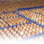 Uova a Pasqua: Eurovo a Cibus Connect 2017