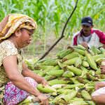 Giornata Internazionale della Terra: Il programma agroforestale di Asia Pulp & Paper