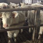 Mootral win win win win: meno 30% emissione metano dei bovini - Integratore alimentare per animali