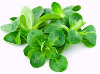 Valerianella (sarsèt in piemontese)