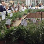 Milano: Mostra-mercato di piante aromatiche a Piazza Portello