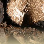 Nuovo the al tartufo by Valnerina Tartufi