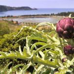 Portorose: Un approdo sicuro per degustare le eccellenze della cucina istriana