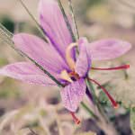 Lo zafferano calabrese di Siberene in mostra a Golosaria Veneto