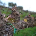 MACULAN SCEGLIE VITIGNI RESISTENTI PER LA CINQUANTESIMA VENDEMMIA