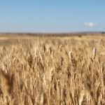 Grano pugliese, Made in Italy e globalizzazione. Tavola rotonda a Foggia