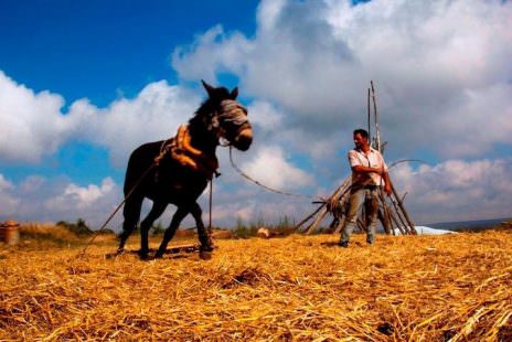 GRANO ANTICA TREBBIATURA SAN MARCO IN LAMIS